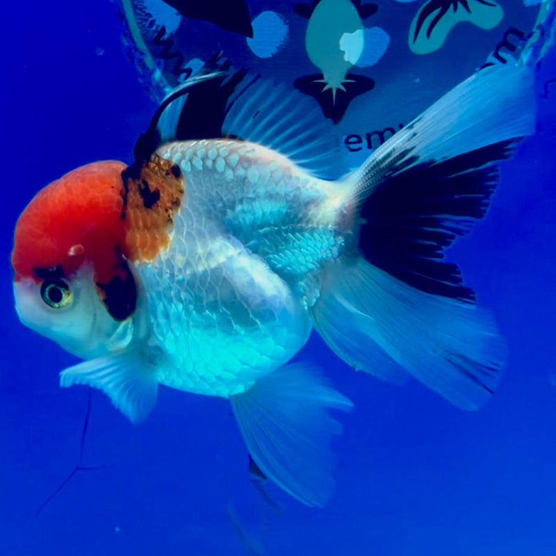 Thai Oranda Tri-Color 3" Body Male (CK-240)R3A05