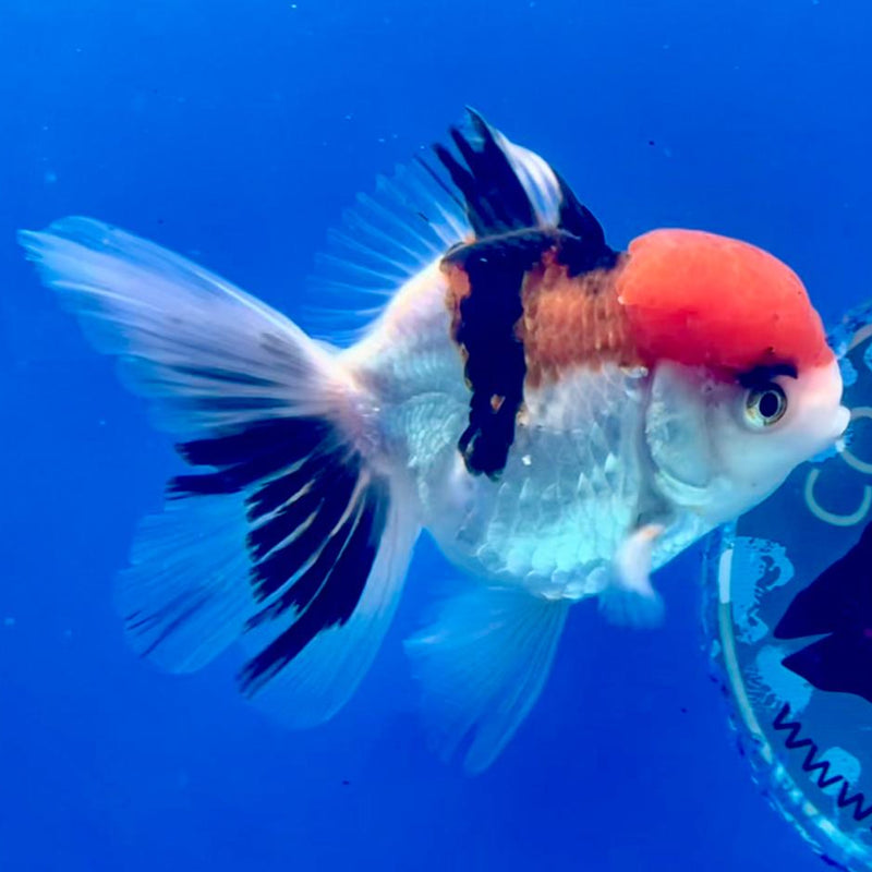 Thai Oranda Tri-Color 3" Body Male (CK-240)R3A05