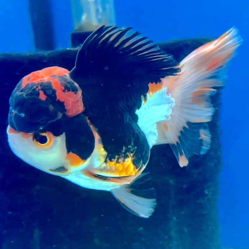 Thai Oranda Tri-Color 3" Body Male (CK-241)R3A05