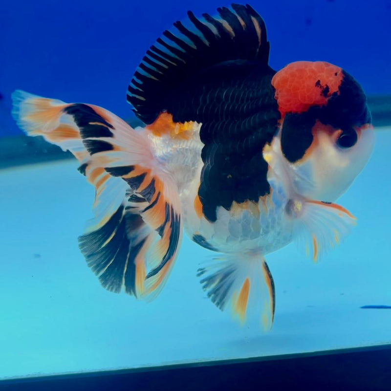 Thai Oranda Tri-Color 3" Body Male (CK-241)R3A05
