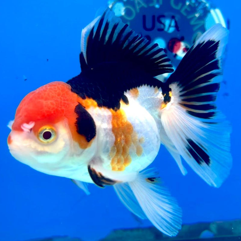 Thai Oranda Tri-Color 3" Body Female (CK-250)R3A03
