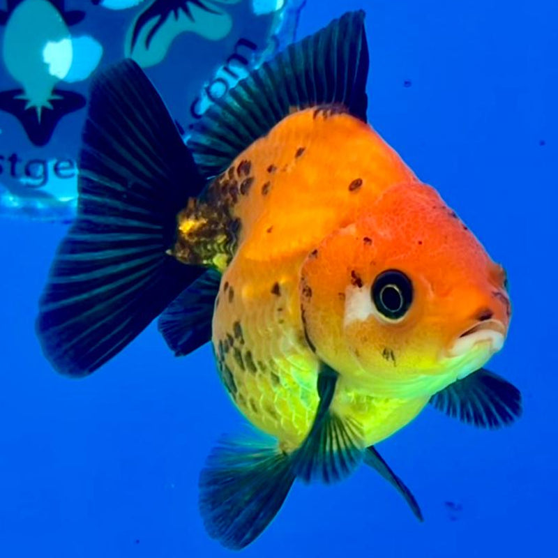Thai Oranda Apache 2.5" Body Medium Breed Female (CK-251)R3B23