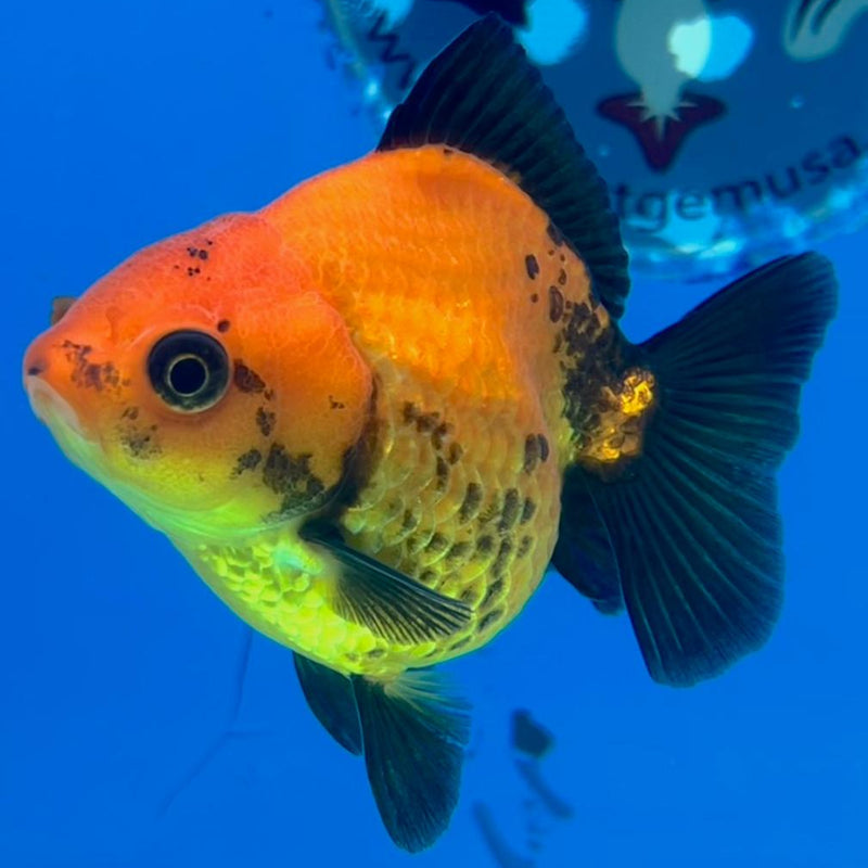 Thai Oranda Apache 2.5" Body Medium Breed Female (CK-251)R3B23