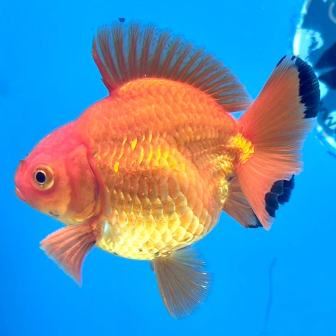 Thai Oranda Full Red 2.5" Body Medium Breed Male (CK-253)R3B22