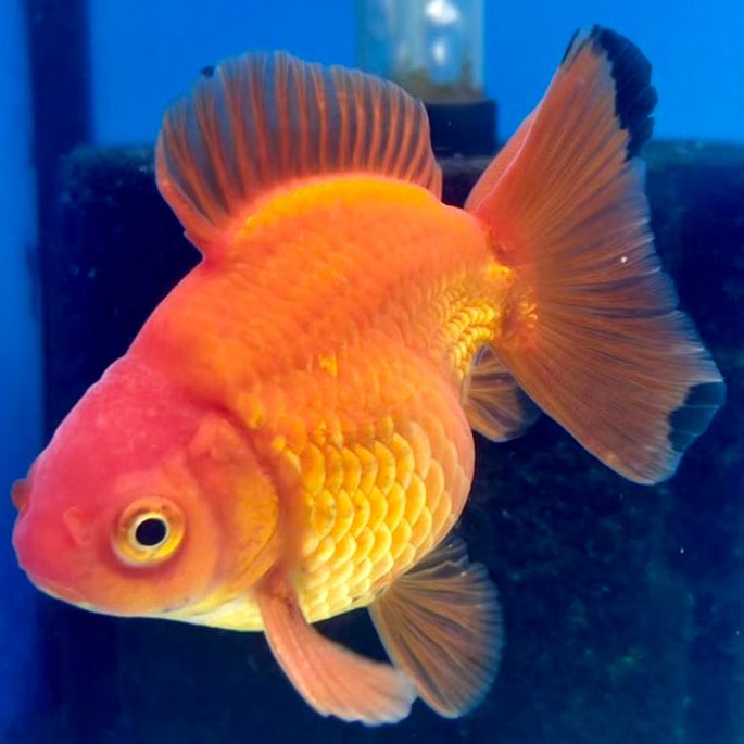 Thai Oranda Full Red 2.5" Body Medium Breed Male (CK-253)R3B22
