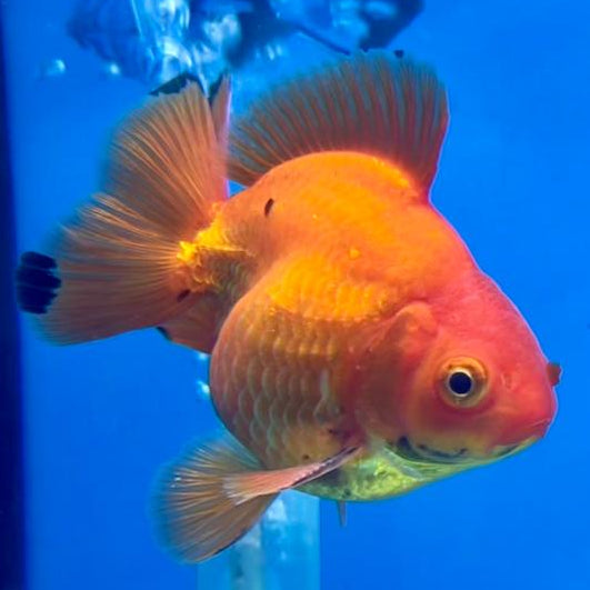 Thai Oranda Full Red 2.5" Body Medium Breed Male (CK-253)R3B22