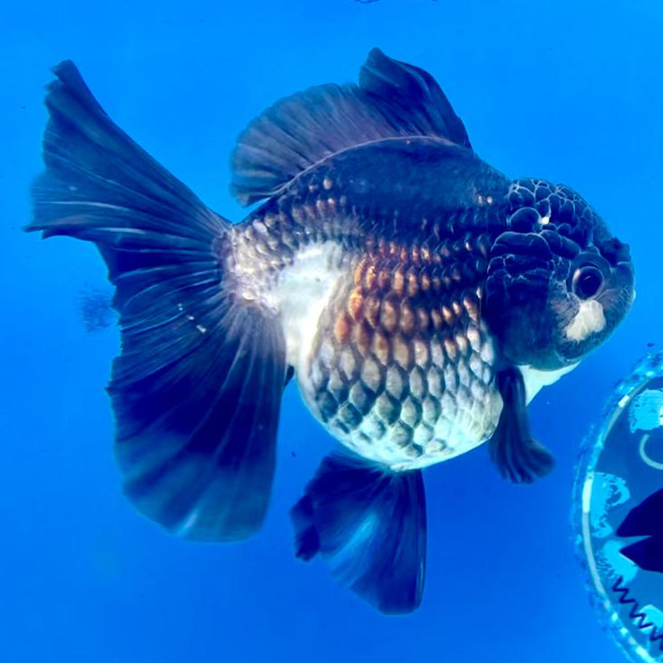 Thai Oranda Panda 3.5" Body Female (CK-242)R3A05