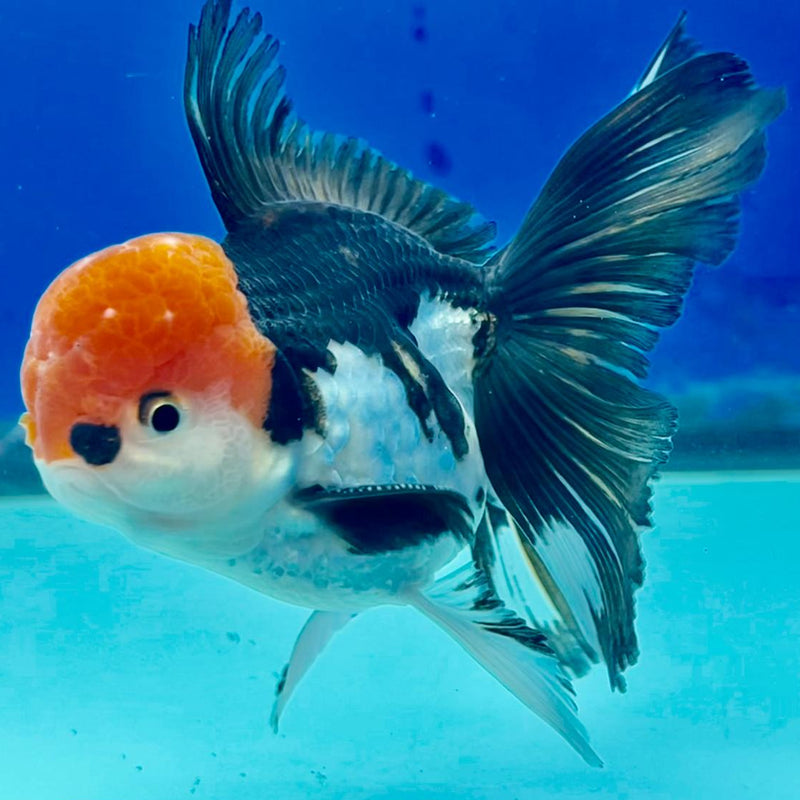 Thai Oranda Tri-Color 3" Body Male (CK-243)R3A05