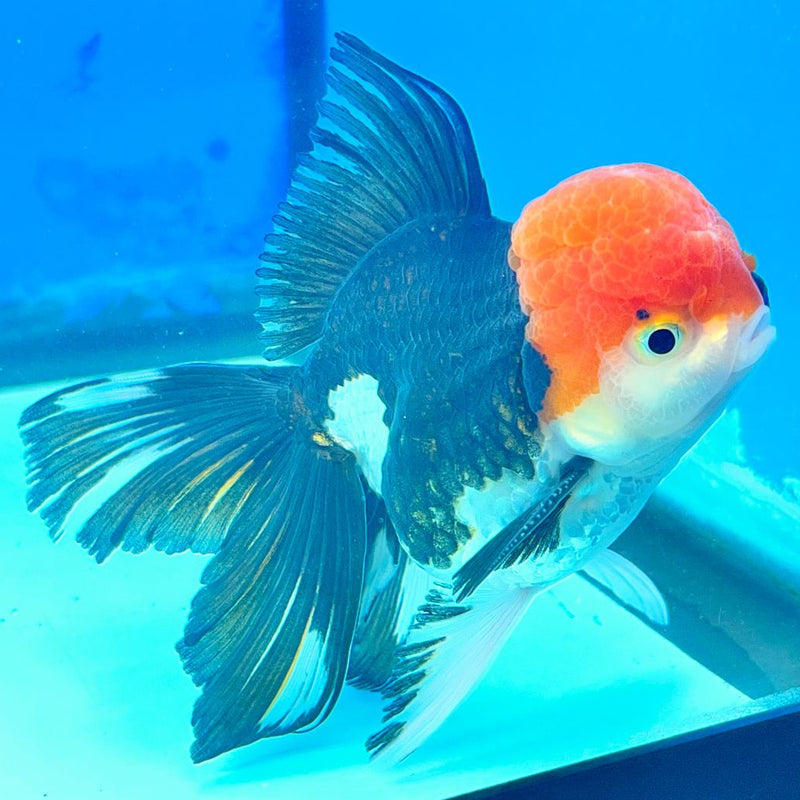 Thai Oranda Tri-Color 3" Body Male (CK-243)R3A05