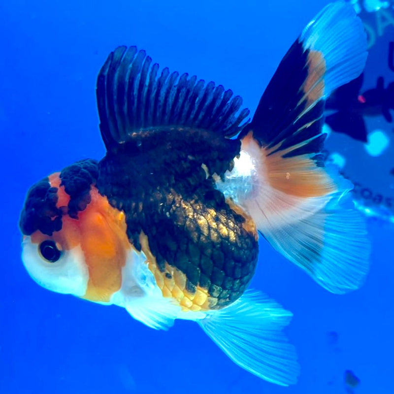 Thai Oranda Tri-Color 3" Body Male (CK-244)R3A04