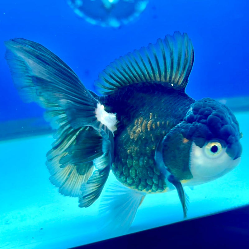 Thai Oranda Tri-Color 3" Body Female (CK-245)R3A04