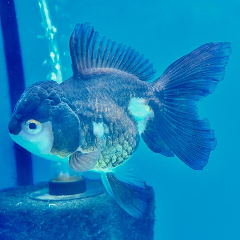 Thai Oranda Tri-Color 3" Body Female (CK-245)R3A04