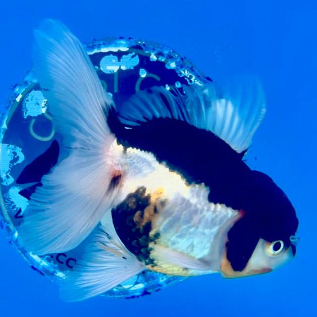 Thai Oranda Tri-Color 3" Body Male (CK-246)R3A04