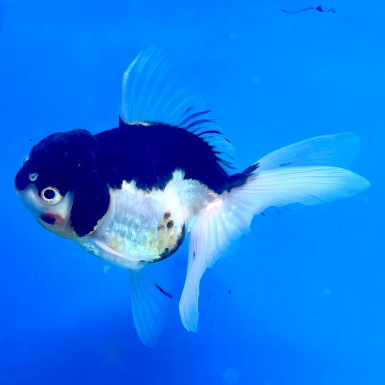 Thai Oranda Tri-Color 3" Body Male (CK-246)R3A04