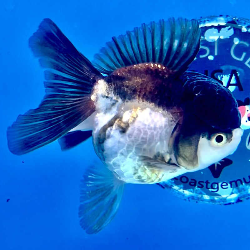 Thai Oranda Panda 3" Body Female (CK-247)R3A04