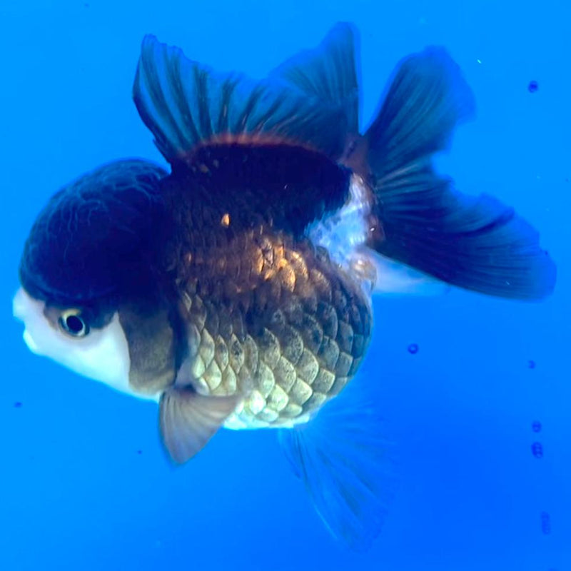 Thai Oranda Panda 3" Body Female (CK-247)R3A04