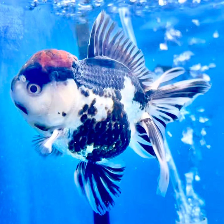 Thai Oranda Tri-Color 3" Body Male (CK-248)R3A04