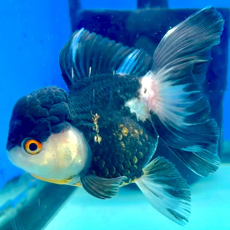Thai Oranda Tri-Color 3" Body Female (CK-249)R3A03