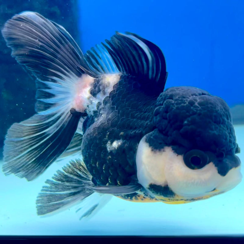 Thai Oranda Tri-Color 3" Body Female (CK-249)R3A03
