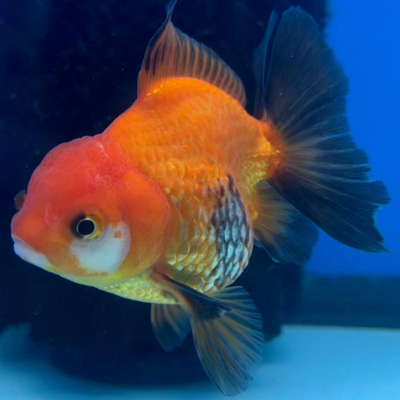 Thai Oranda Tri-Color 2.5" Body Medium Breed Female (CK-256)R3B22