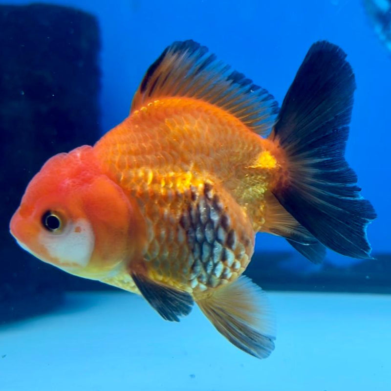Thai Oranda Tri-Color 2.5" Body Medium Breed Female (CK-256)R3B22