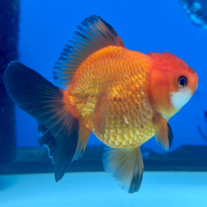 Thai Oranda Tri-Color 2.5" Body Medium Breed Female (CK-256)R3B22