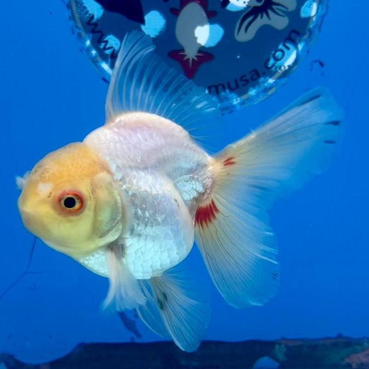 Thai Oranda Full White 2.5" Body Medium Breed Male (CK-257)R3B22