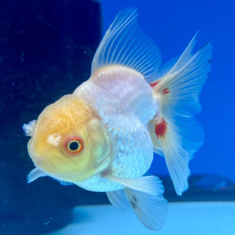 Thai Oranda Full White 2.5" Body Medium Breed Male (CK-257)R3B22