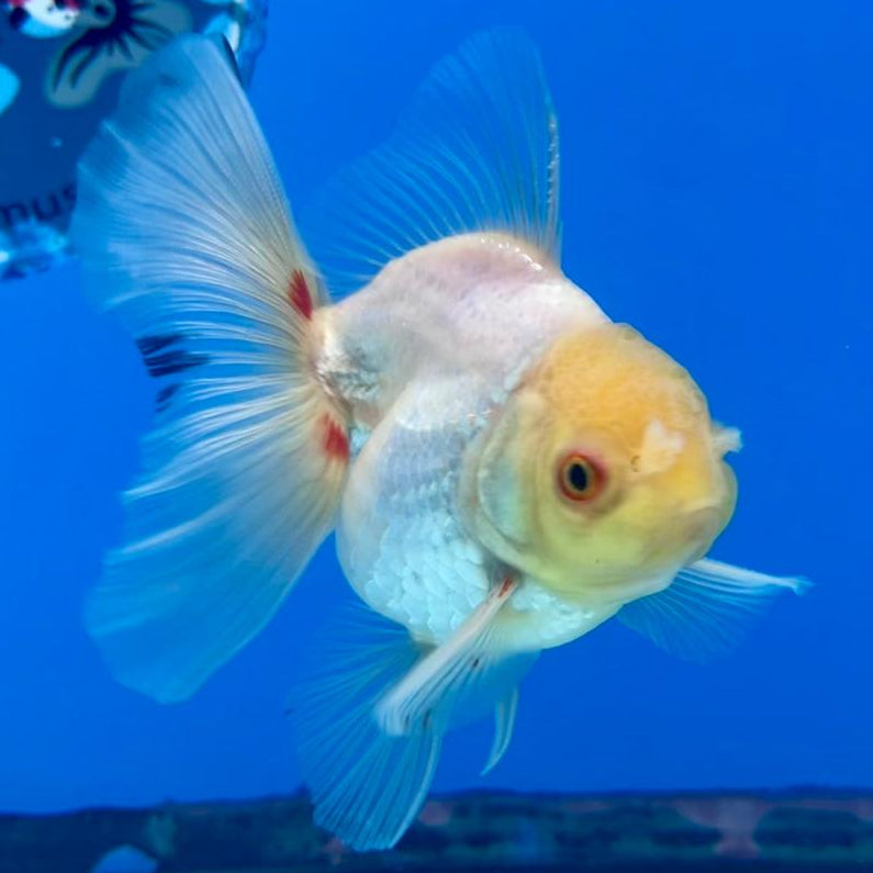 Thai Oranda Full White 2.5" Body Medium Breed Male (CK-257)R3B22