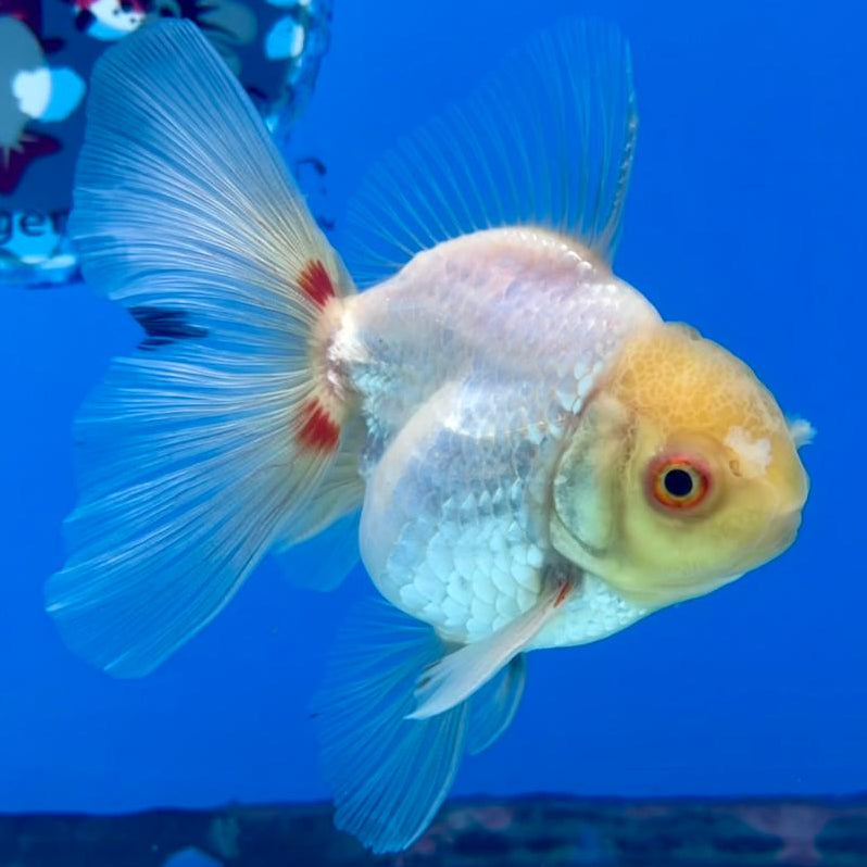 Thai Oranda Full White 2.5" Body Medium Breed Male (CK-257)R3B22