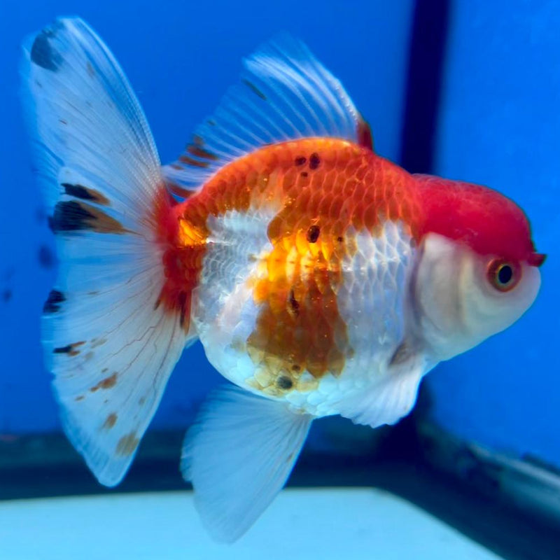 Thai Oranda Tri-Color 2.5" Body Medium Breed Male (CK-259)R3B21