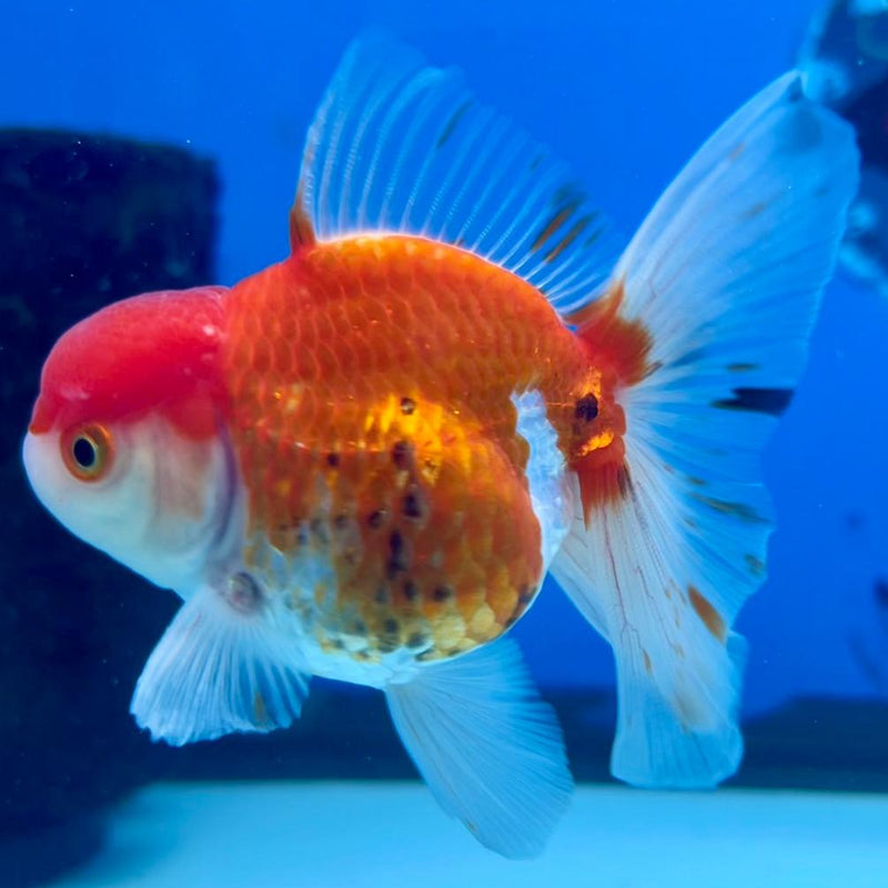 Thai Oranda Tri-Color 2.5" Body Medium Breed Male (CK-259)R3B21