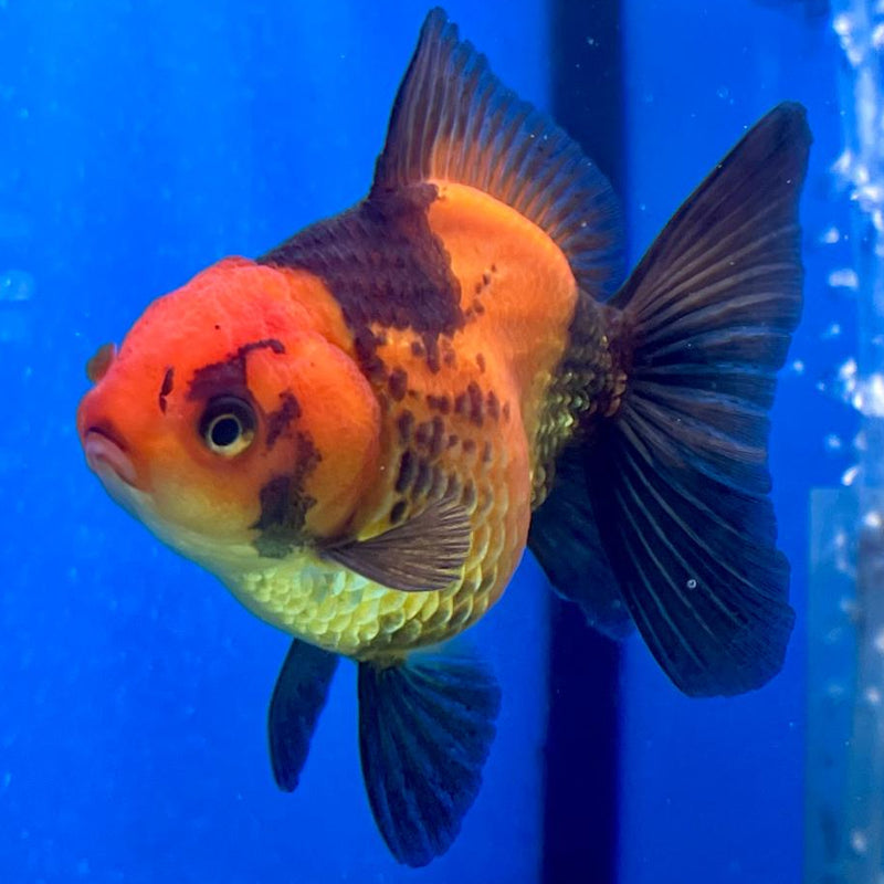 Thai Oranda Apache 2.5" Body Medium Breed Female (CK-260)R3B21