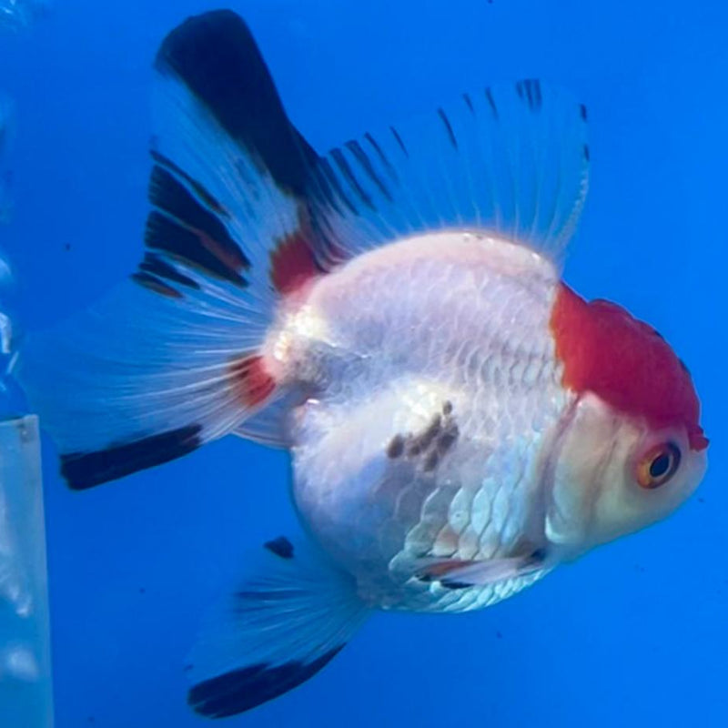 Thai Oranda Tri-Color 2.5" Body Medium Breed Male (CK-261)R3B21