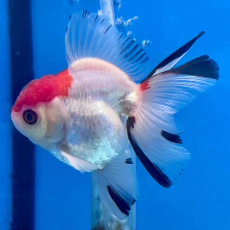 Thai Oranda Tri-Color 2.5" Body Medium Breed Male (CK-261)R3B21