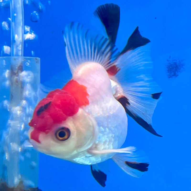 Thai Oranda Tri-Color 2.5" Body Medium Breed Male (CK-261)R3B21