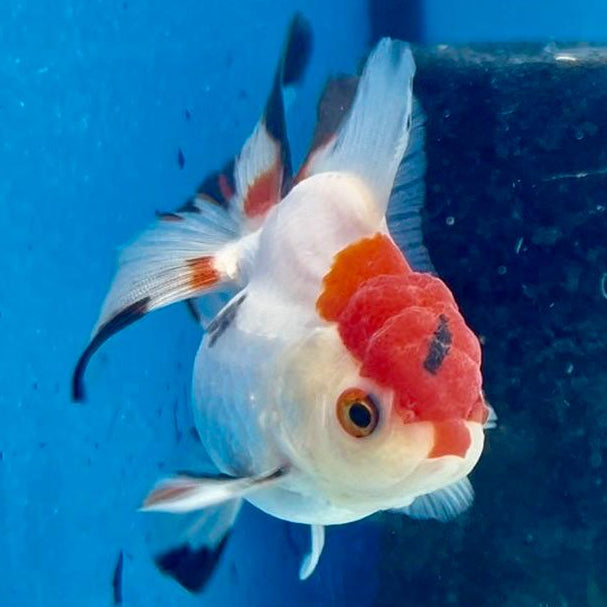 Thai Oranda Tri-Color 2.5" Body Medium Breed Male (CK-261)R3B21