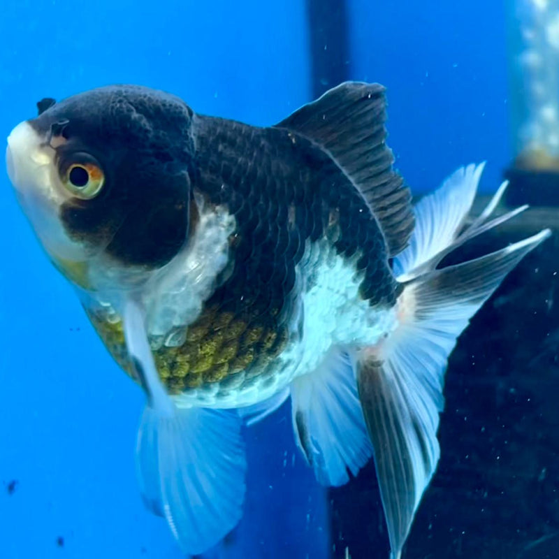 Thai Oranda Tri-Color 3" Body Female (CK-263)R3A03