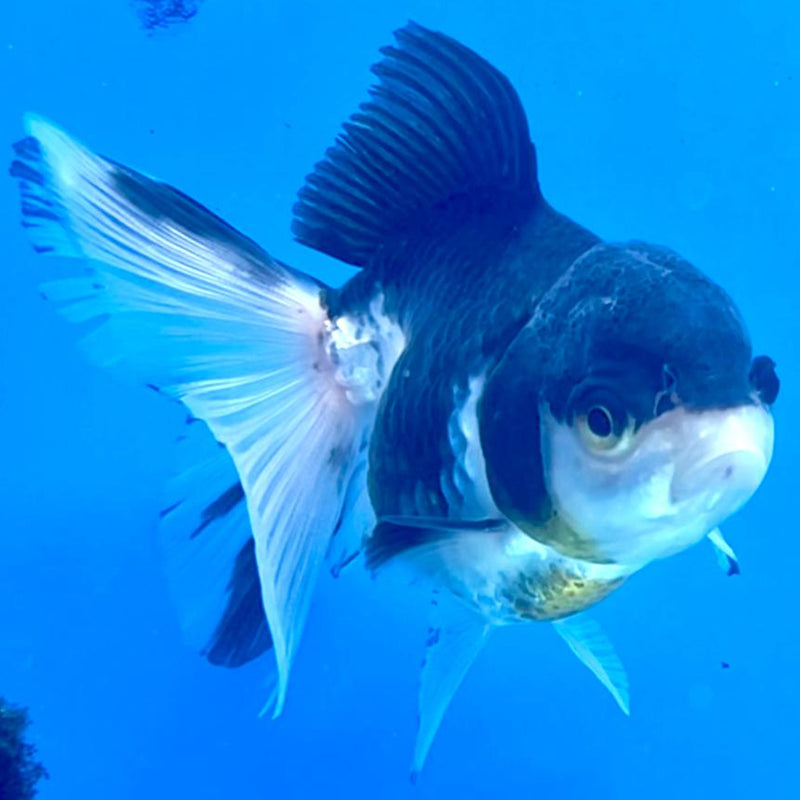 Thai Oranda Tri-Color 3" Body Female (CK-263)R3A03