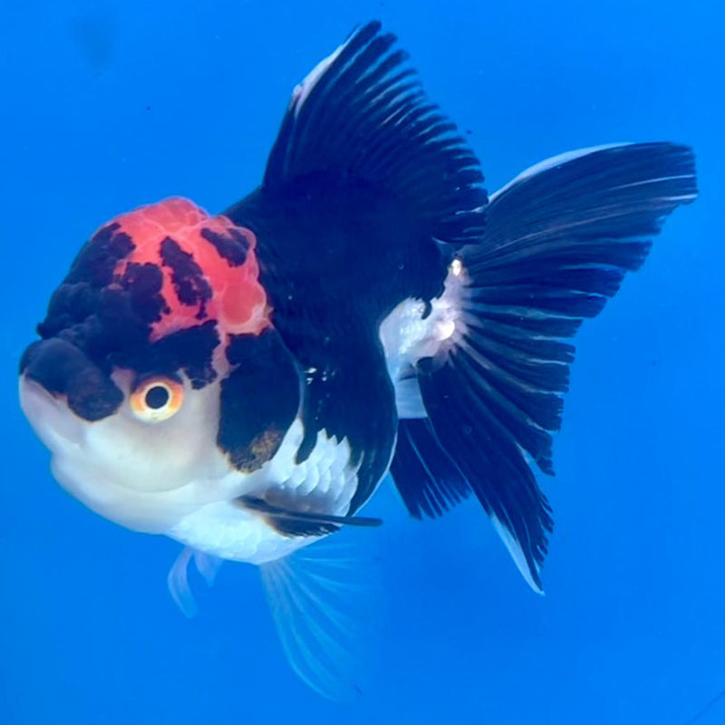 Thai Oranda Tri-Color 3" Body Female (CK-264)R3A03