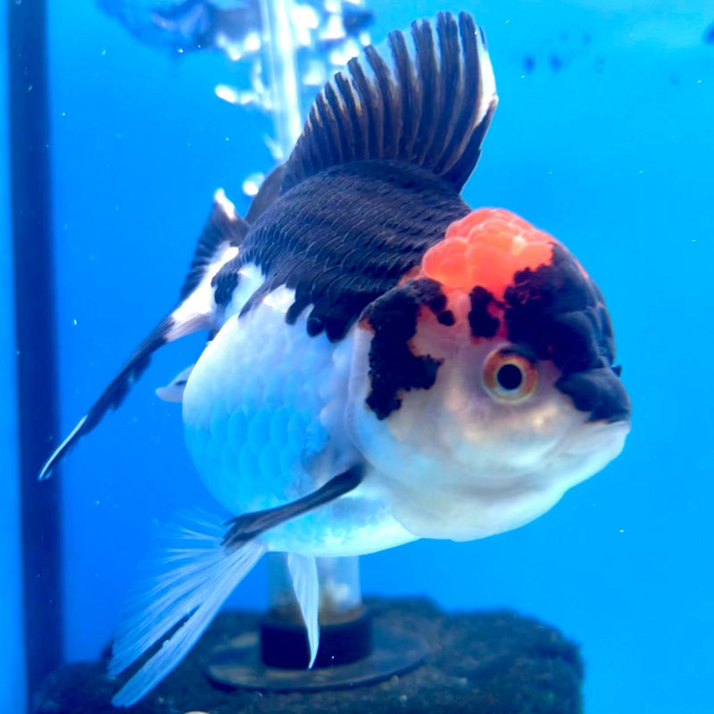 Thai Oranda Tri-Color 3" Body Female (CK-264)R3A03