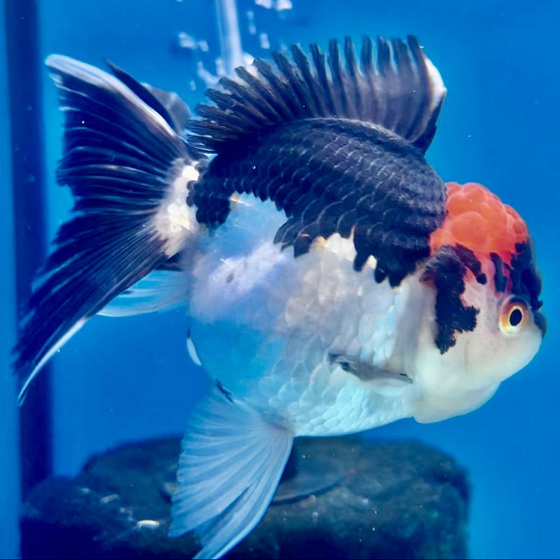Thai Oranda Tri-Color 3" Body Female (CK-264)R3A03