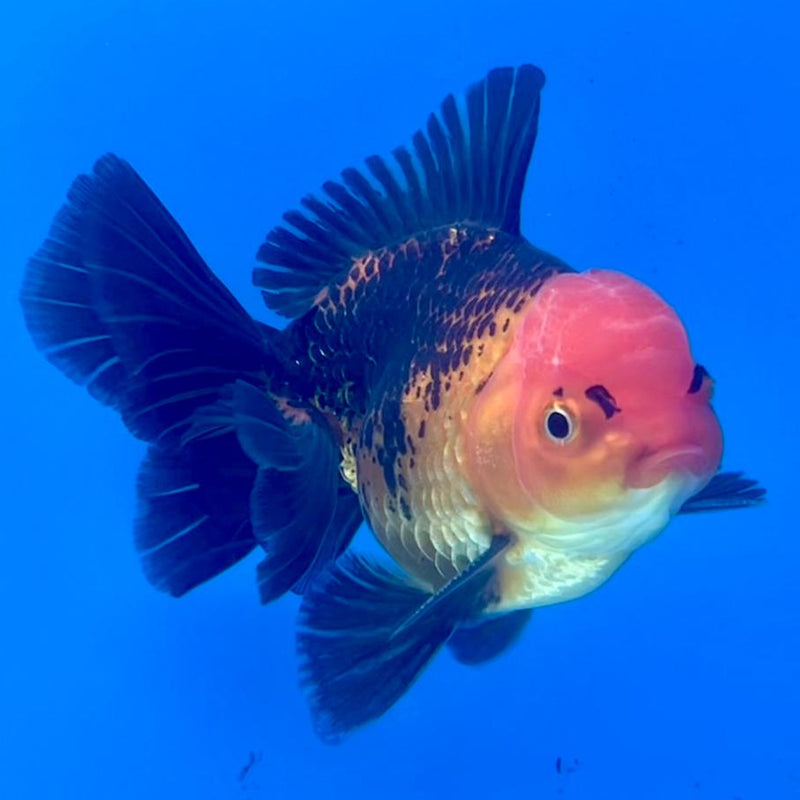 Thai Oranda Apache 3" Body Male (CK-265)R3A03