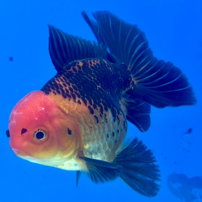 Thai Oranda Apache 3" Body Male (CK-265)R3A03