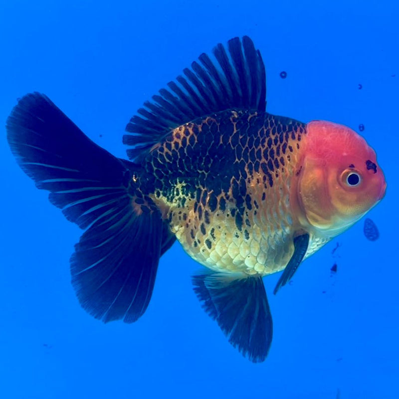 Thai Oranda Apache 3" Body Male (CK-265)R3A03