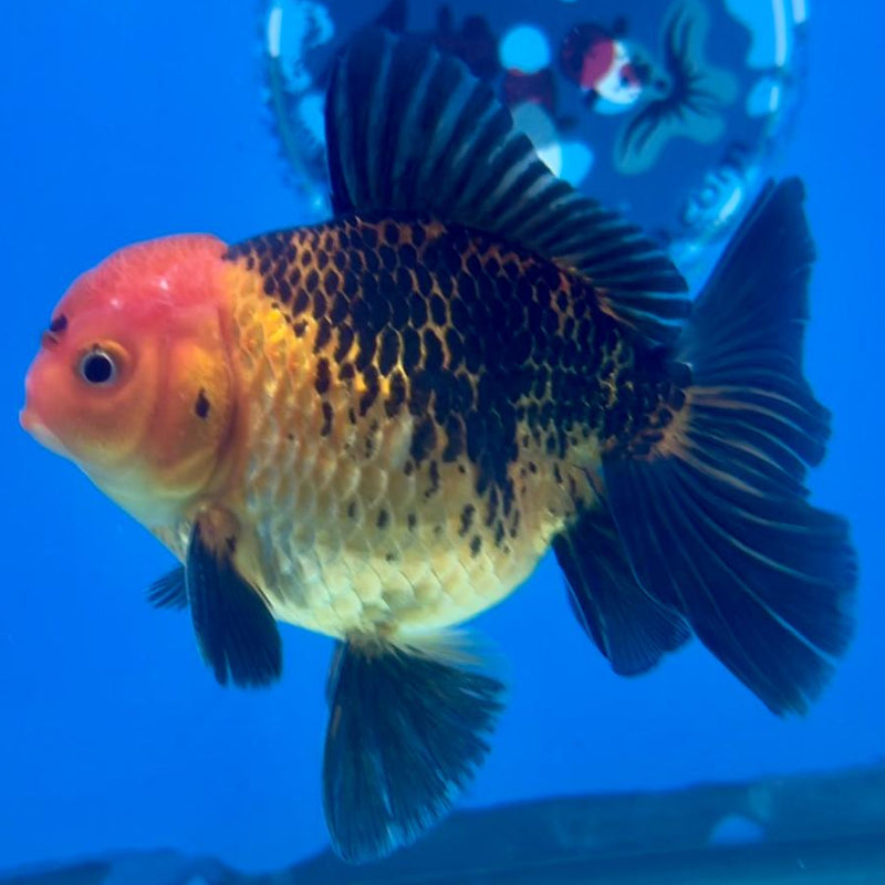 Thai Oranda Apache 3" Body Male (CK-265)R3A03