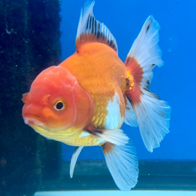 Thai Oranda Tri-Color 3" Body Male (CK-266)R3A02