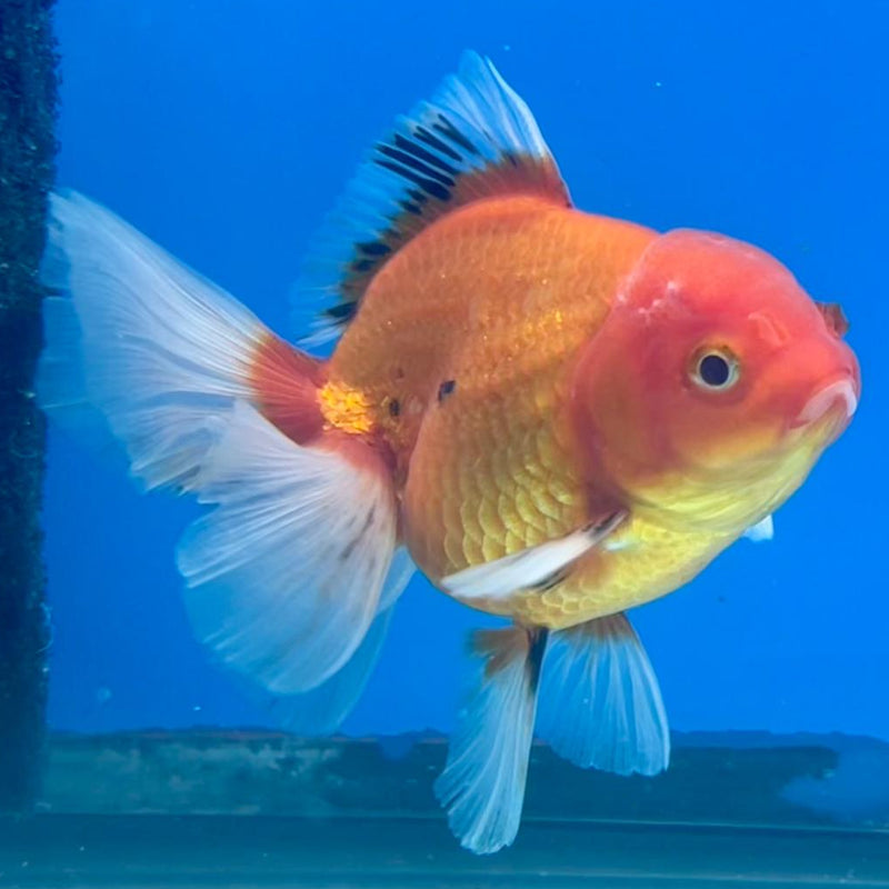 Thai Oranda Tri-Color 3" Body Male (CK-266)R3A02