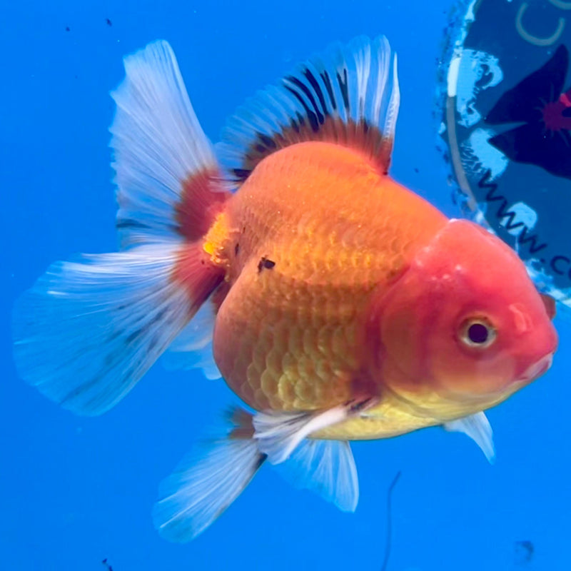 Thai Oranda Tri-Color 3" Body Male (CK-266)R3A02