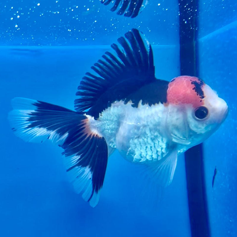 Thai Oranda Tri-Color 3" Body Female (CK-274)R3A02